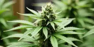 Indoor-grown CBD Super Kush (115) in mid-bloom phase.