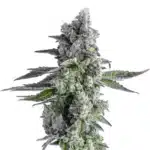 John-Connor cannabis bud with dense trichomes and dark green leaves.