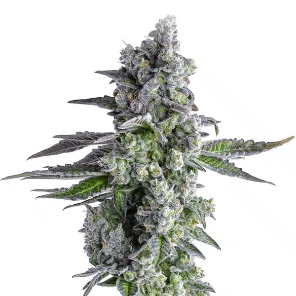 John-Connor cannabis bud with dense trichomes and dark green leaves.