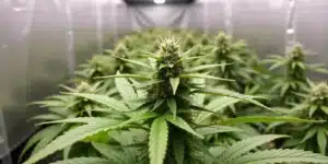 Mature CBD Super Silver (1:1) cannabis plant in full bloom.