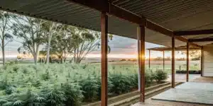 Wide-angle view of an outdoor cannabis farm field at sunset, seen from a covered porch.