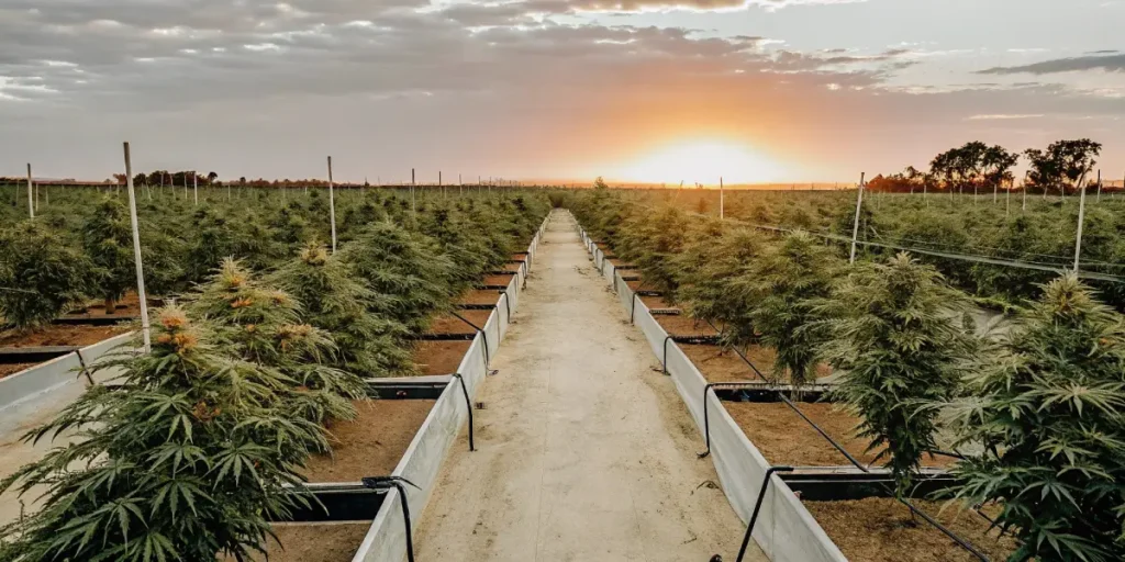 Overhead view of an expansive outdoor cannabis farm with long rows of plants under a dramatic sunset sky.