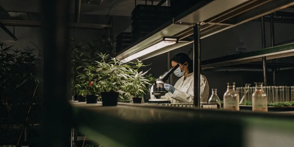 Scientist with mask and gloves examining plants under grow lights in a controlled indoor cultivation facility.
