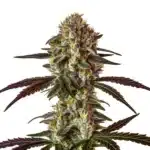 Strawberry Gary cannabis flower with purple buds, orange hairs, and frosty trichomes.