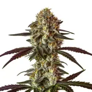 Strawberry Gary cannabis flower with purple buds, orange hairs, and frosty trichomes.