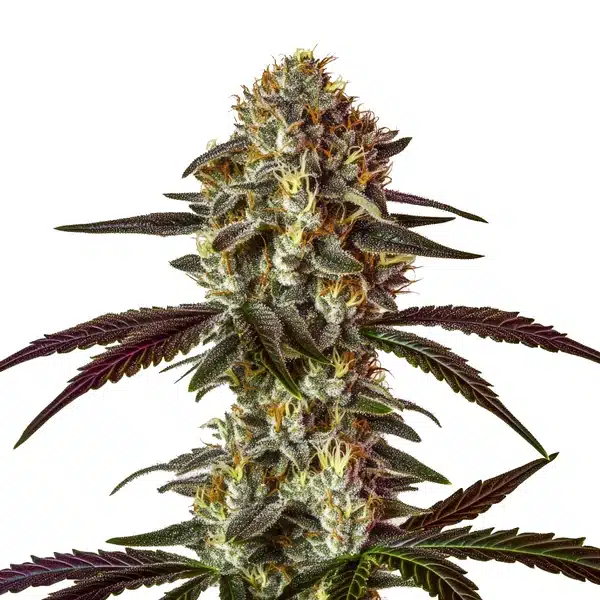 Strawberry Gary cannabis flower with purple buds, orange hairs, and frosty trichomes.