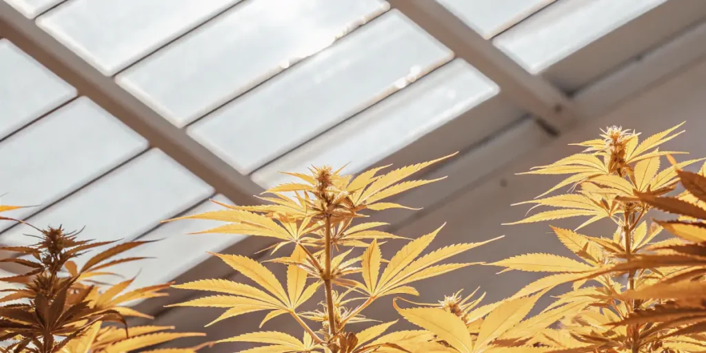 Close-up of vibrant, golden-hued thriving cannabis plants under bright greenhouse lighting.
