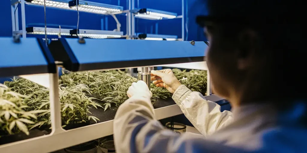 Technician calibrating LED grow lights above cannabis plants in an advanced indoor facility.