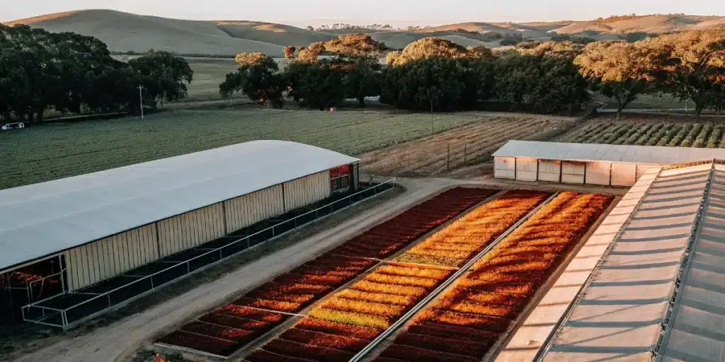 aerial view of a sustainable outdoor cannabis farm with greenhouses and crop rows