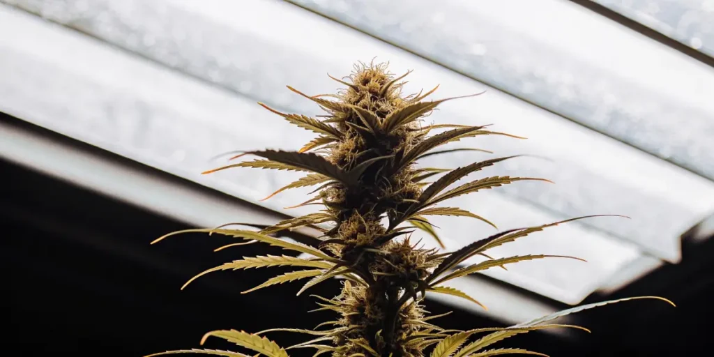 Cannabis cola growing under indoor rooftop lighting.