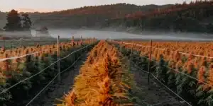 Cannabis field at sunset with rows of orange-hued buds and misty forest background.