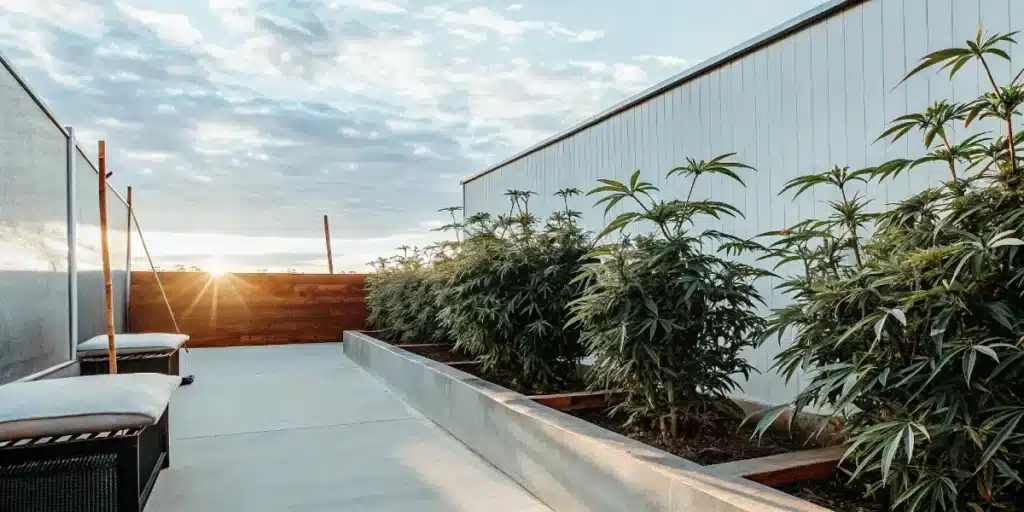 Cannabis garden growing in an elevated urban setup with sunset lighting