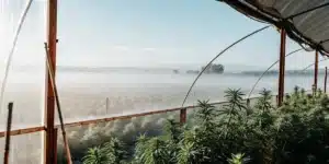 wide-angle shot of a cannabis greenhouse at dawn with morning mist over the fields