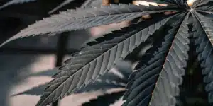 Macro close-up of a cannabis leaf with dark black and purple hues and visible textures.