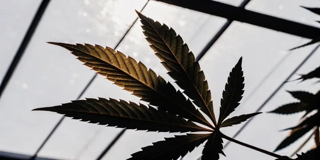 cannabis leaf silhouette in greenhouse lighting