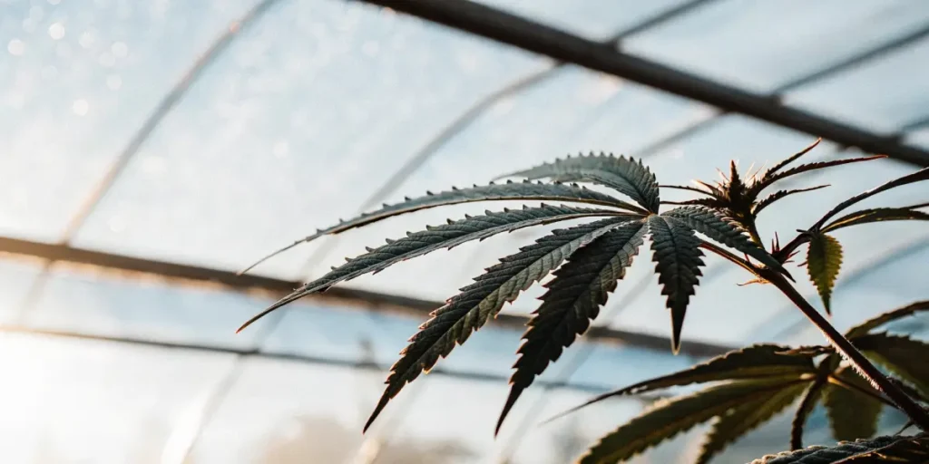 Close-up of a cannabis leaf under greenhouse light with visible trichomes.