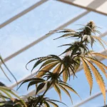 Cannabis plant with healthy leaves reaching toward a blue sky inside a glasshouse