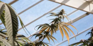 Cannabis plant with healthy leaves reaching toward a blue sky inside a glasshouse