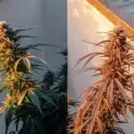 side-by-side comparison of a green cannabis plant and a purple cannabis plant under sunlight