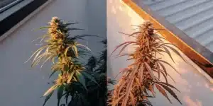 side-by-side comparison of a green cannabis plant and a purple cannabis plant under sunlight