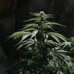 cannabis plant growing in shaded rocky terrain with limited sunlight