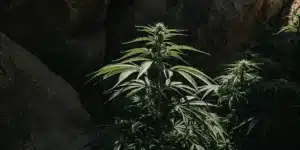 cannabis plant growing in shaded rocky terrain with limited sunlight