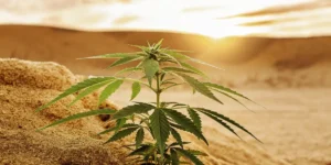 Young cannabis plant thriving under desert sunlight.