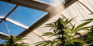 cannabis plant under mist sprayer in a greenhouse with sunlight filtering through