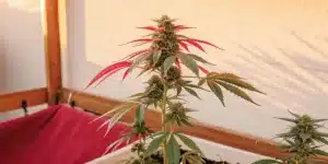 Flowering cannabis plant with vibrant red leaves in an indoor grow space.
