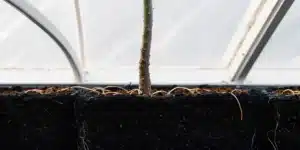 Close-up of a cannabis plant with visible roots growing in rich organic soil inside an indoor grow room.