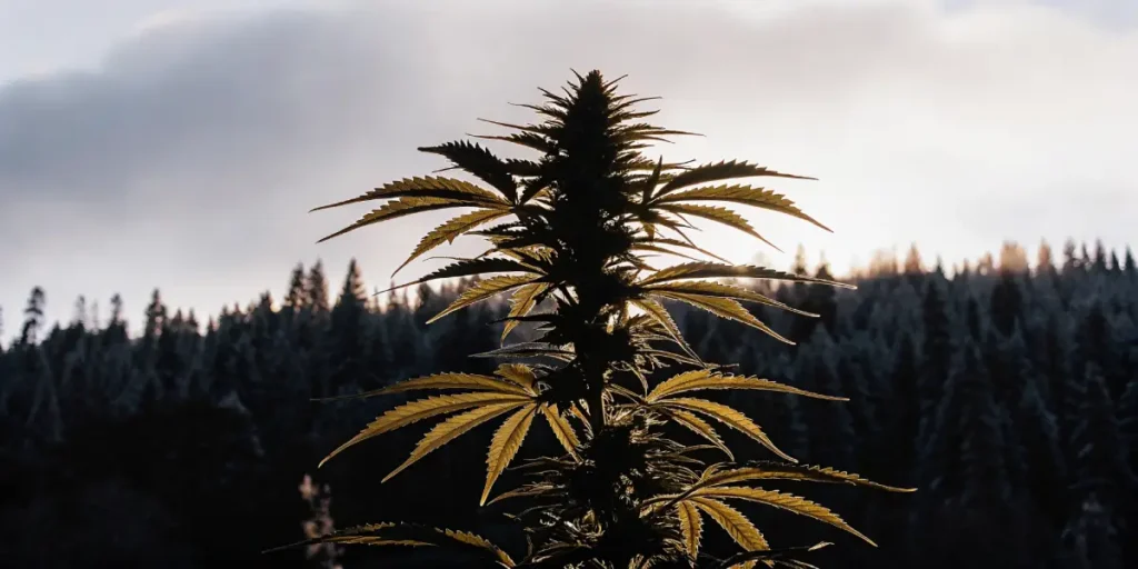 Cannabis plant silhouetted against a misty forest and cloudy sky at sunrise.