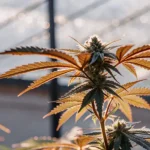Close-up of a cannabis plant with vibrant orange leaves growing under LED lighting in a greenhouse.
