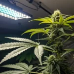 cannabis plant thriving under LED grow lights in an indoor cultivation room