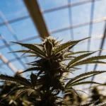 Cannabis plant growing under clear greenhouse sunlight