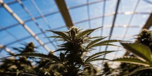 Cannabis plant growing under clear greenhouse sunlight