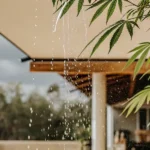 Cannabis leaves under an outdoor shelter with raindrops falling around them.