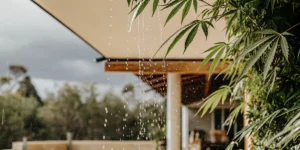 Cannabis leaves under an outdoor shelter with raindrops falling around them.