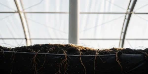 Side view of exposed cannabis roots hanging beneath a soil grow bed in a greenhouse.