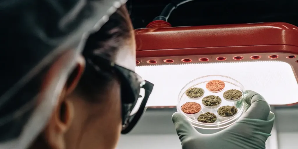 Scientist holding a Petri dish with six cannabis samples under red LED light.