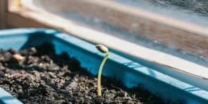 cannabis seedling emerging from soil in a blue plastic container