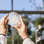 Researcher analyzing cannabis strain growth patterns in a petri dish