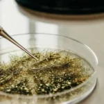 Petri dish with cannabis trichomes being analyzed under a microscope.