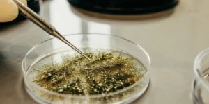 Petri dish with cannabis trichomes being analyzed under a microscope.