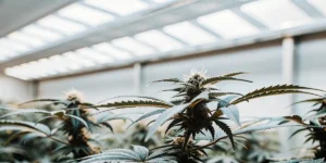 close-up of a cannabis plant in a modern indoor greenhouse with bright skylights