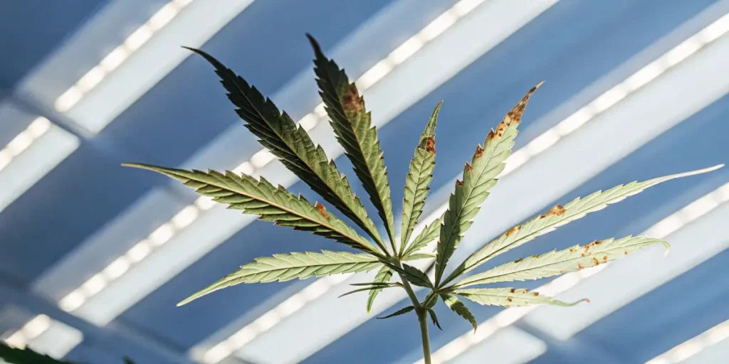 Cannabis leaf with rust-like damage spots under artificial lighting