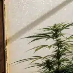 Extreme macro image of enzymes bonding to cannabinoid molecules