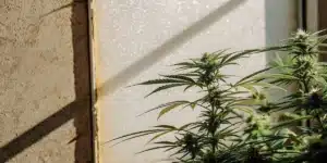 Extreme macro image of enzymes bonding to cannabinoid molecules