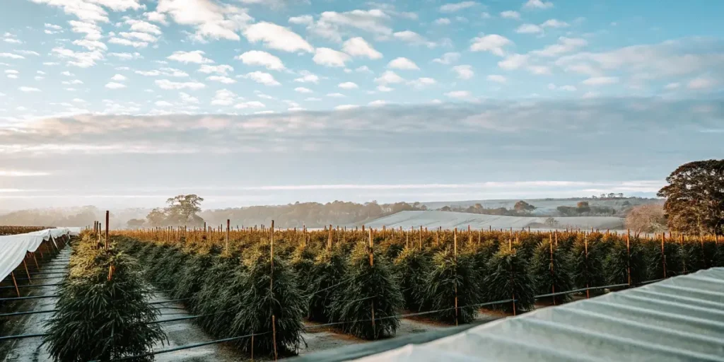 Expansive cannabis garden bathed in soft morning light with distant trees.
