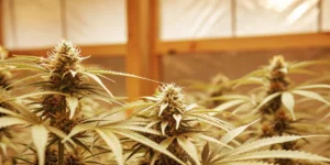 Frosty cannabis buds with glistening trichomes in an indoor cultivation room