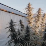 Cannabis plant with golden-tinted leaves illuminated by sunlight inside a greenhouse.